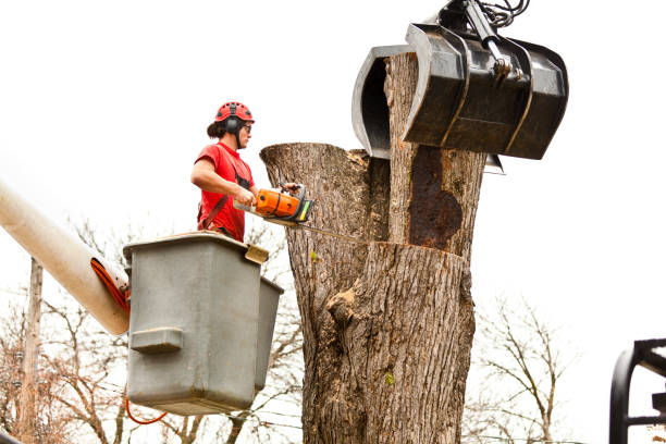 Professional Tree Services in Waikele, HI